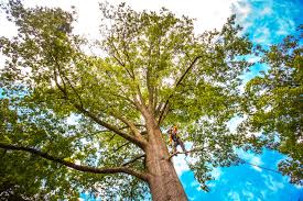 Best Seasonal Cleanup (Spring/Fall)  in Bay City, MI