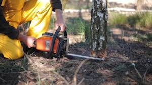 Best Tree Preservation Services  in Bay City, MI