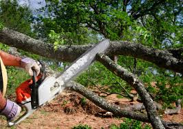 Reliable Bay City, MI  Tree Services Solutions